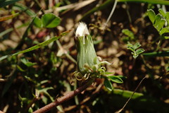 Taraxacum pseudomurbeckianum