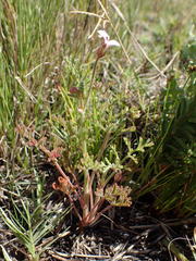 Pelargonium senecioides
