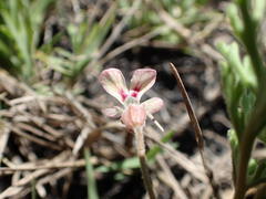 Pelargonium senecioides