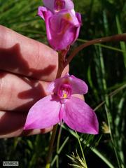 Disa racemosa