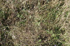 Galium tenuissimum