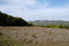 Galium tenuissimum