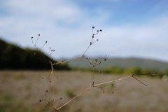 Galium tenuissimum