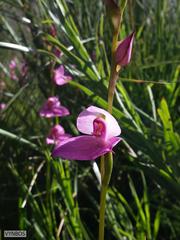 Disa racemosa