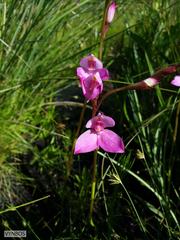 Disa racemosa