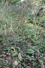 Plantago urvillei