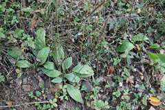 Plantago urvillei