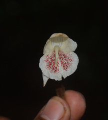 Zingiber anamalayanum