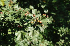 Crataegus pentagyna