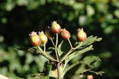 Crataegus pentagyna