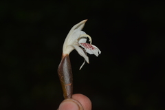 Zingiber anamalayanum