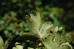 Crataegus pentagyna