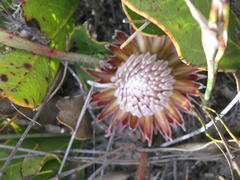 Protea scolopendriifolia
