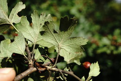 Crataegus pentagyna