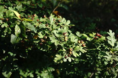 Crataegus pentagyna