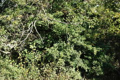 Crataegus pentagyna
