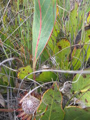 Protea scolopendriifolia