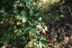 Crataegus dipyrena