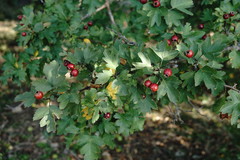 Crataegus dipyrena