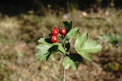 Crataegus dipyrena