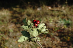Crataegus dipyrena