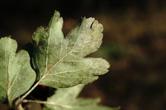Crataegus dipyrena