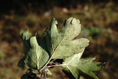 Crataegus dipyrena