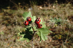 Crataegus dipyrena