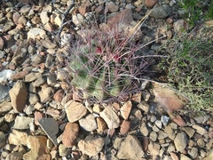 Hamatocactus hamatacanthus