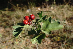 Crataegus dipyrena