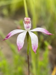 Caladenia clarkiae