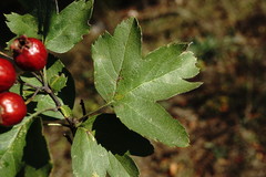 Crataegus dipyrena