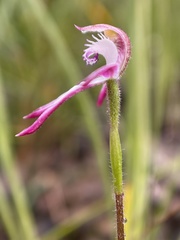 Caladenia clarkiae