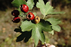 Crataegus dipyrena