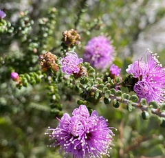 Kunzea recurva