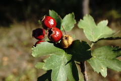 Crataegus dipyrena