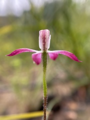 Caladenia clarkiae