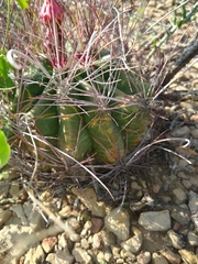 Hamatocactus hamatacanthus