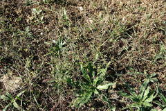 Bupleurum marschallianum