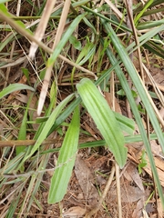 Plantago varia