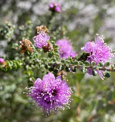 Kunzea recurva