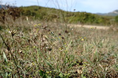 Bupleurum marschallianum