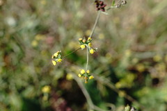 Bupleurum marschallianum