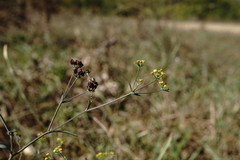 Bupleurum marschallianum