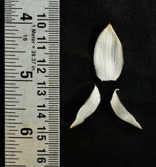 Zingiber anamalayanum