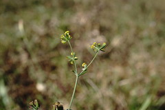 Bupleurum marschallianum