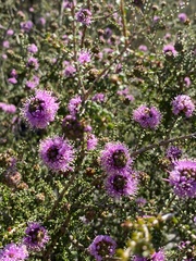 Kunzea recurva
