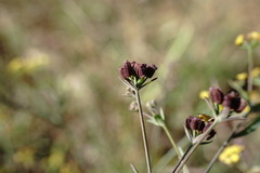 Bupleurum marschallianum