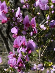 Gompholobium scabrum