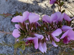 Gompholobium scabrum